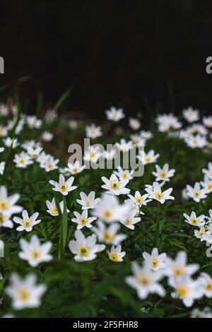 Closeup of a white wood anemone flower (Anemonoides nemorosa). Forest flowers in early spring. Stock Photo