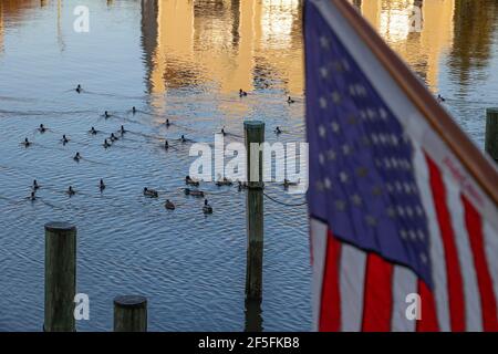 Ducks Swimming in a Reflecting Creek Stock Photo