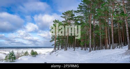 Panoramic view of pine trees forest near covered in snow sea coast during sunny winter day with blue sky with clouds.