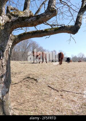 A Group of Brown Cows on Brown Grass on a Cold Day Stock Photo