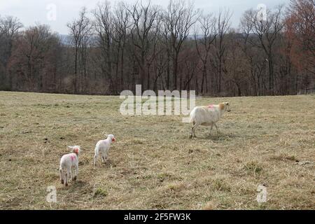 Two Lambs Follow their Mother Sheep on a Cold Day in Upstate New York Stock Photo