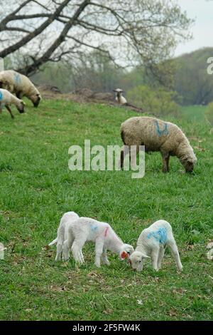 Lambs and Sheep Graze Among the Grassy Meadows Stock Photo