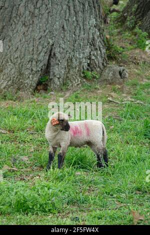 One Baby Lamb with a Red Smit Mark Stands in Front of a Big Tree and Looks Back Stock Photo
