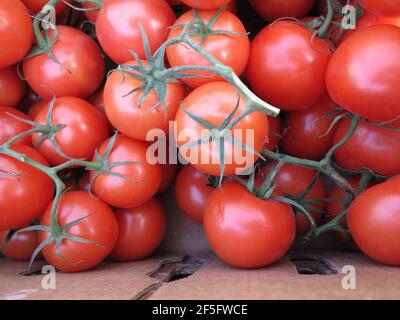 A Bunch of Red Juicy and Ripe Tomatoes on a Vine Stock Photo