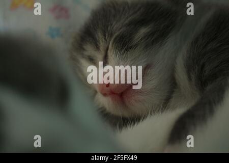Newborn kitten sleeps next to mom indoors close up. The muzzle of a newborn blind sleeping tabby kitten with a pink nose. Stock Photo