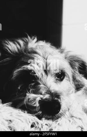 artsy monochrome close up of a cute dog Stock Photo
