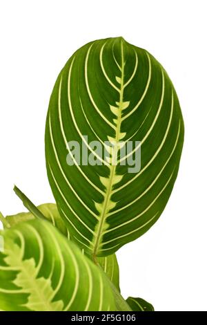 Leaf of green veined exotic 'Maranta Leuconeura Lemon Lime' houseplant isolated on white background Stock Photo