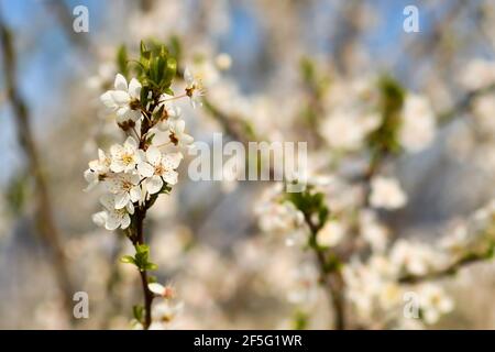 Branch of European white cherry blossom flowers on tree in early spring on blurry background Stock Photo