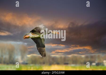 Flying Greylag Goose, Anser anser, in the twilight of late sunset against blurred background and warm colors of setting sun Stock Photo