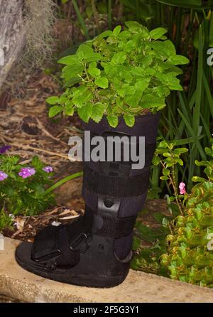 Lemon balm, a culinary  herb, Melissa officinalis, growing in an unusual container, a recycled moon boot Stock Photo
