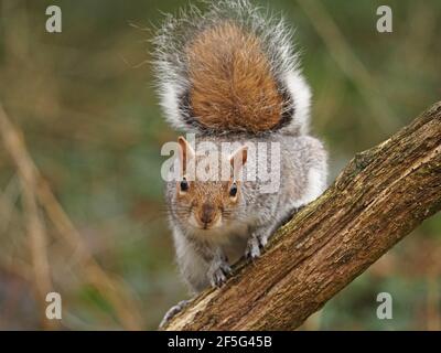 Grey Squirrel / eastern gray squirrel (Sciurus carolinensis) with pronounced black-bordered brown patch on tail perched on branch - Cumbria,England,UK Stock Photo