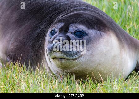 Close-up of a cute Southern Elephant Seal Pup, Mirounga leonina, Sea Lion Island, in the Falkland Islands, South Atlantic Ocean Stock Photo