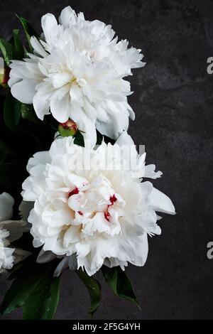 Bouquet of white peony flowers on a dark gray background. Stock Photo