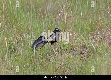 Jackson's Widowbird (Euplectes jacksoni) male perched up on grass at lek Kenya              November Stock Photo