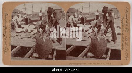 Shipping Green Turtle, Key West, Fla., U.S.A.. B. L. Singley (American, 1864 - 1938) Stock Photo