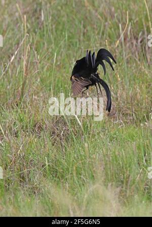 Jackson's Widowbird (Euplectes jacksoni) male displaying at lek Kenya              November Stock Photo