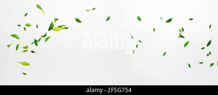 Collection of random green leaves falling in the air isolated on white background Stock Photo