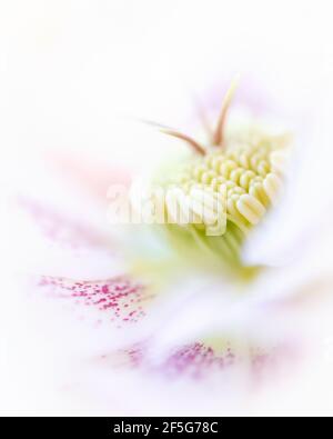 Dreamy close up macro of the centre of a pretty white and pink hellebore or Lenten rose flower. Stock Photo