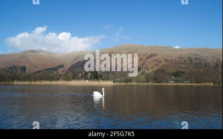 A sole white mute swan (cygnus olor) swimming alone in a mountain lake on a beautiful sunny winter (or spring) day. Bright blue skies above the winter Stock Photo