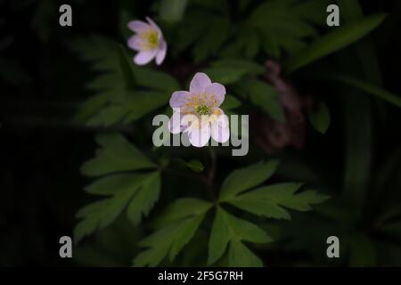Wood anemone or Anemone quiquefolia with white petals and yellow stamens on a green foliage background Stock Photo