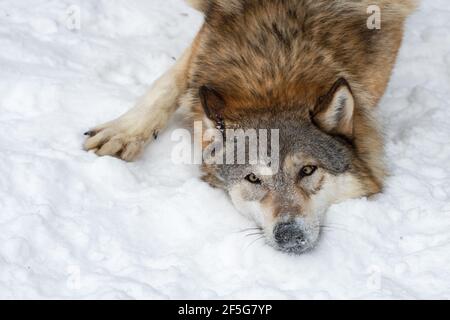 Grey Wolf (Canis lupus) Pauses While Rolling in Snow Winter - captive animal Stock Photo