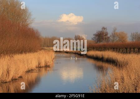 beautiful creek with reedbeds and willows in winter with wonderful reflection of the sky with clouds in the water with swans in the dutch countryside Stock Photo