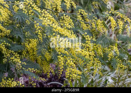 Mass of Acacia delbata flowers in spring Stock Photo