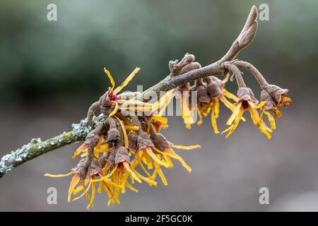 Close up of delicate Hamamelis vernalis Sandra flowers in winter Stock Photo