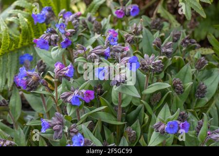 Mass of Pulmonaria Blue Ensign flowers in spring Stock Photo