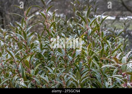 Sarcococca hookeriana Purple Stem, commonly know as sweet box Stock Photo