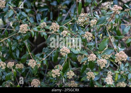 Viburnum utile shrub with spring flowers Stock Photo