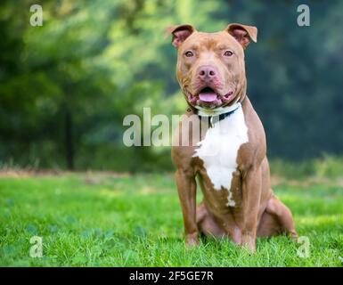 A red and white Pit Bull Terrier mixed breed dog sitting outdoors Stock Photo