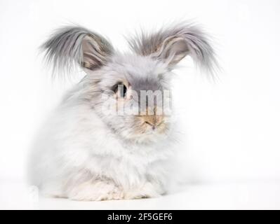 A furry English Angora rabbit with long hair on its ears Stock Photo