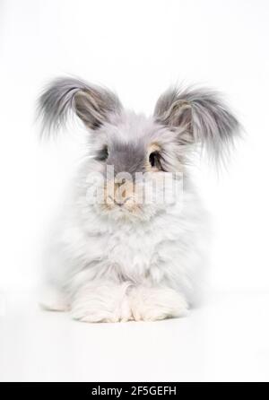 A furry English Angora rabbit with long hair on its ears Stock Photo ...