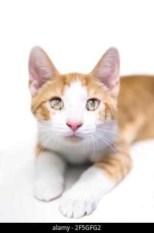 A cute shorthair kitten with orange tabby and white markings, lying down and looking at the camera Stock Photo