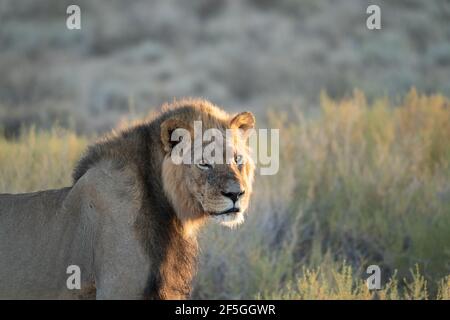 A black maned lion in the kalahari