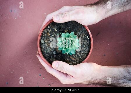 Young man's hands placing flowerpot with small succulent on red ground. Environmental care, eco friendly concept. Stock Photo