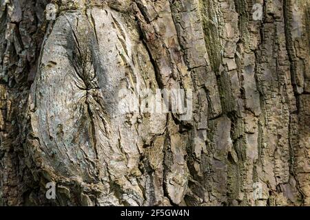 Tree trunk bark with knot showing rough wood surface texture detail.  Natural nature background Stock Photo