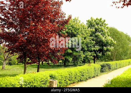 Trees with different colored leaves growing in the city park Stock Photo