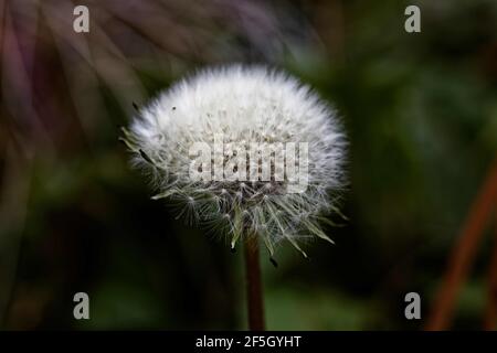 Taraxacum is a large genus of flowering plants in the family Asteraceae, which consists of species commonly known as dandelions. Stock Photo