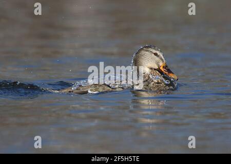 Water falling off the back of a mallard duck Anas platyryhnchos as it surfaces on a lake in winter Stock Photo