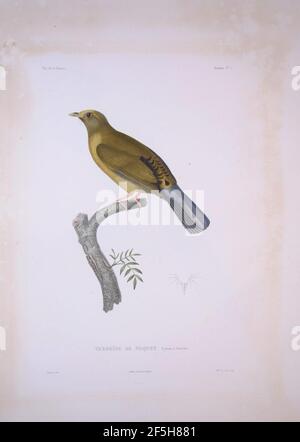 Pycnonotus priocephalus - Bonite-oiseaux-pl05. Stock Photo