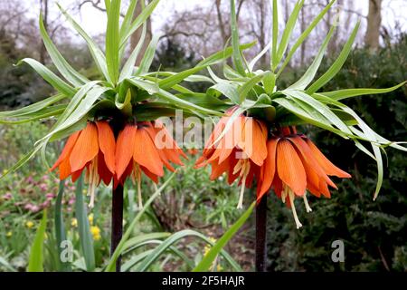 Fritillaria imperialis Orange Beauty Crown imperial Orange Beauty - giant orange bell-shaped flowers with leaf crown, March, England, UK Stock Photo