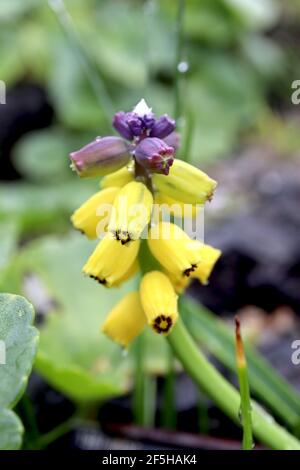 Muscari macrocarpum ‘Golden Fragrance’ grape hyacinth Golden Fragrance - tiny urn-shaped purple and yellow flowers, March, England, UK Stock Photo