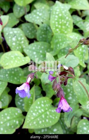 Pulmonaria saccharata ‘Mrs Moon’ Lungwort / Jerusalem sage Mrs Moon – violet blue flowers and white spotted leaves,  March, England, UK Stock Photo