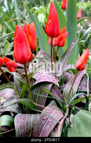 Tulipa ‘Red Riding Hood’  Greigii 14 Red Riding Hood tulip – dwarf red tulips with dark pink flush,  March, England, UK Stock Photo