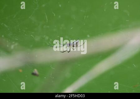 Bowl and Doily Spider in Web Stock Photo
