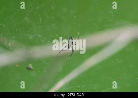 Bowl and Doily Spider in Web Stock Photo