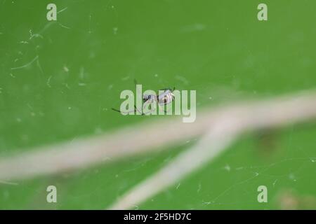 Bowl and Doily Spider in Web Stock Photo