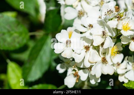 Multiflora Rose Flowers in Springtime Stock Photo